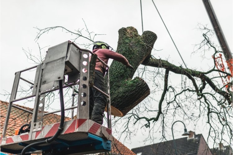 Przycinanie i wycinka drzew z podnośnika Łódź